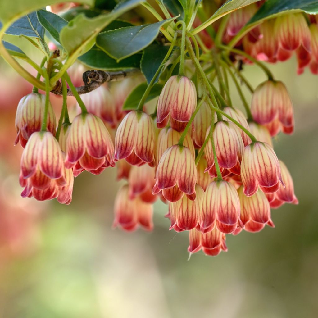 Enkianthus campanulatus Pagode