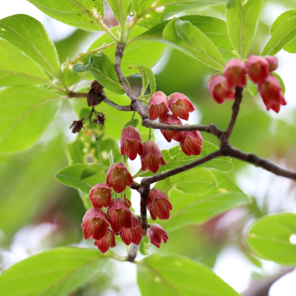 Enkianthus campanulatus Red Bells