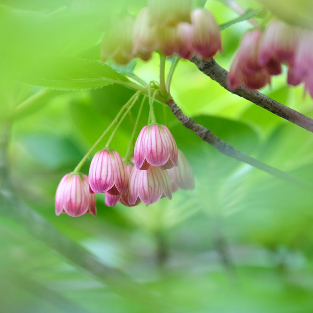 Enkianthus campanulatus Red Bells