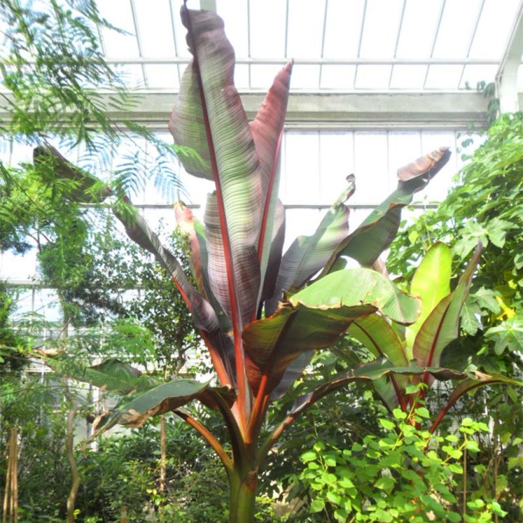 Ensete ventricosum Maurelii - Falso banano rosso