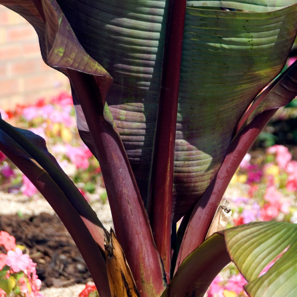 Ensete ventricosum Maurelii - Falso banano rosso