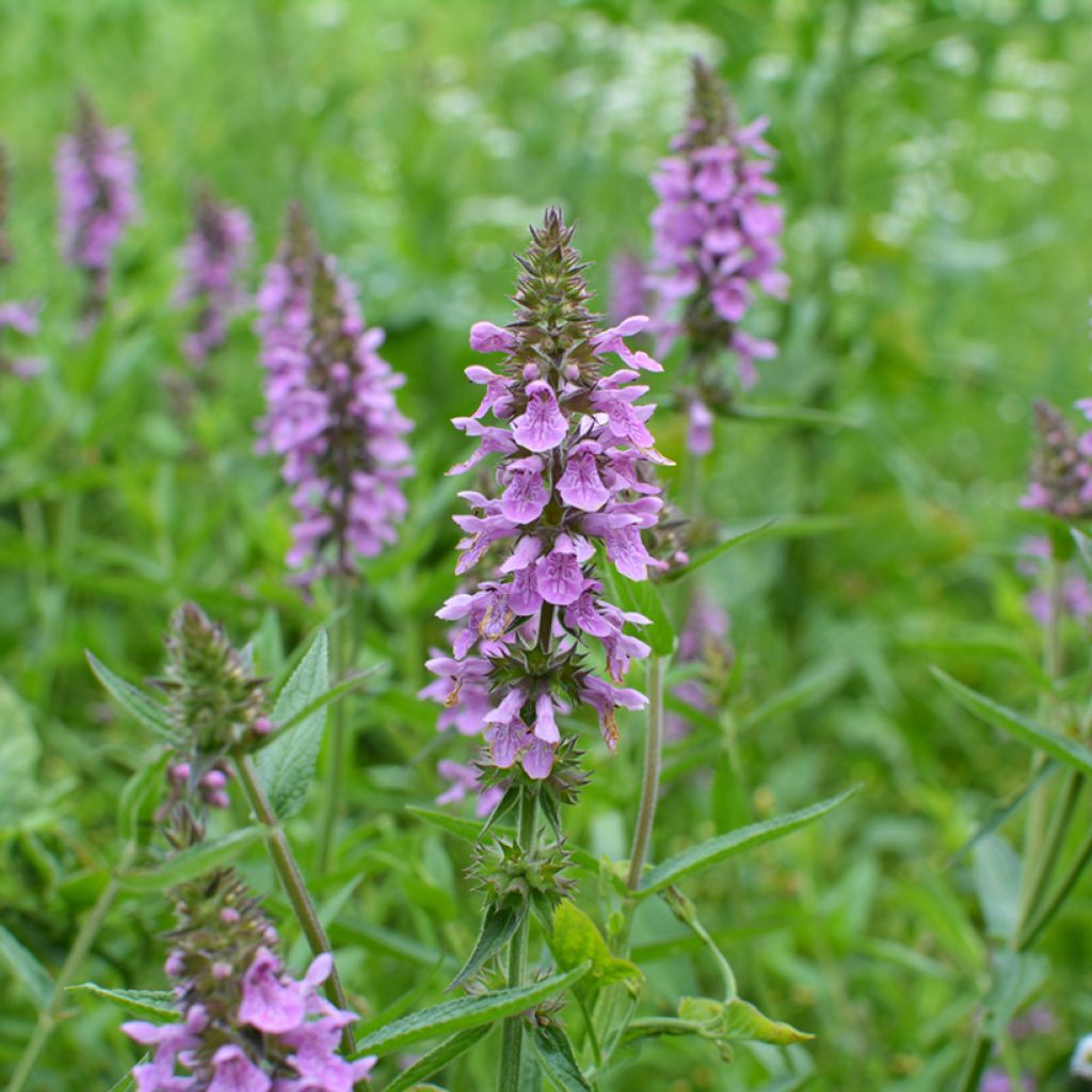 Stachys palustris - Stregona palustre