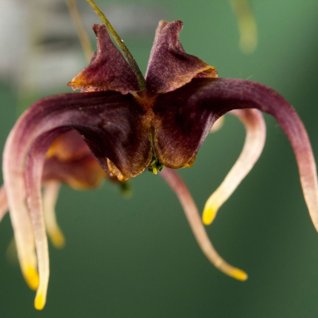 Epimedium omeiensis Stormcloud, Fleur des elfes