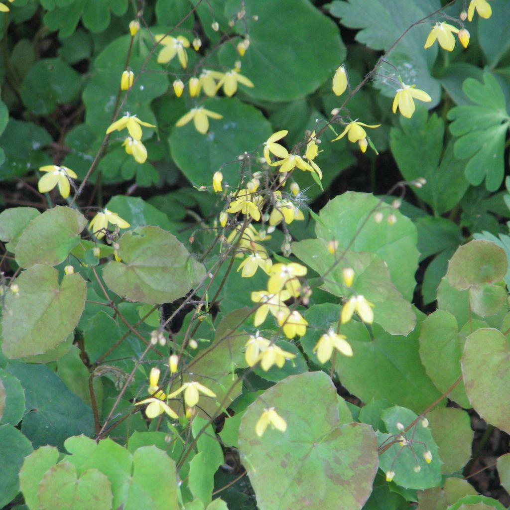 Epimedium platypetalum, Fleur des elfe