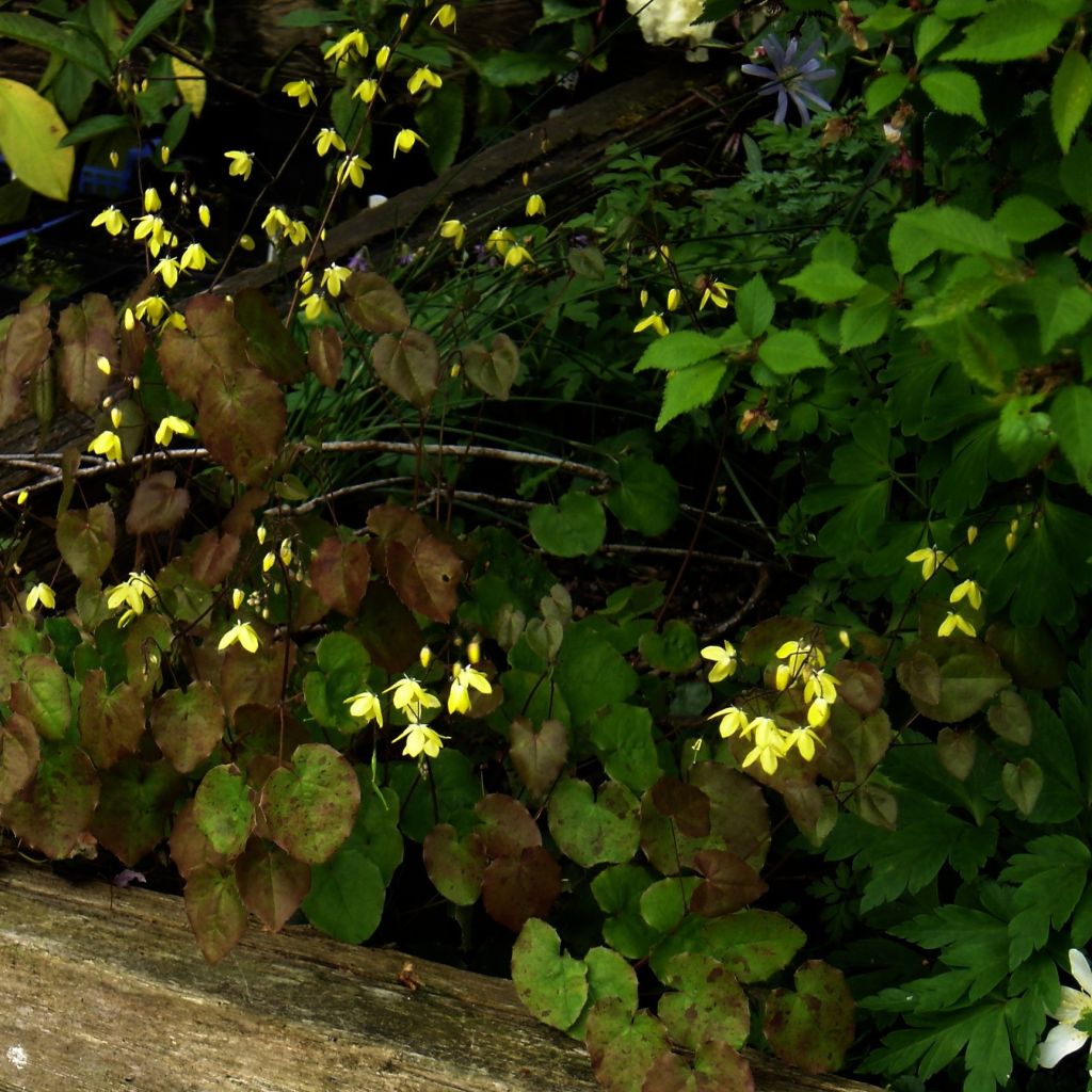 Epimedium platypetalum, Fleur des elfe