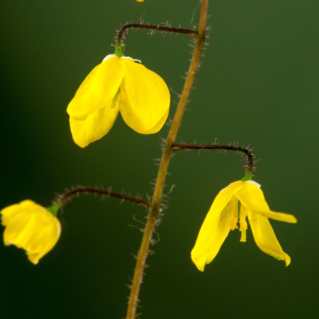Epimedium platypetalum