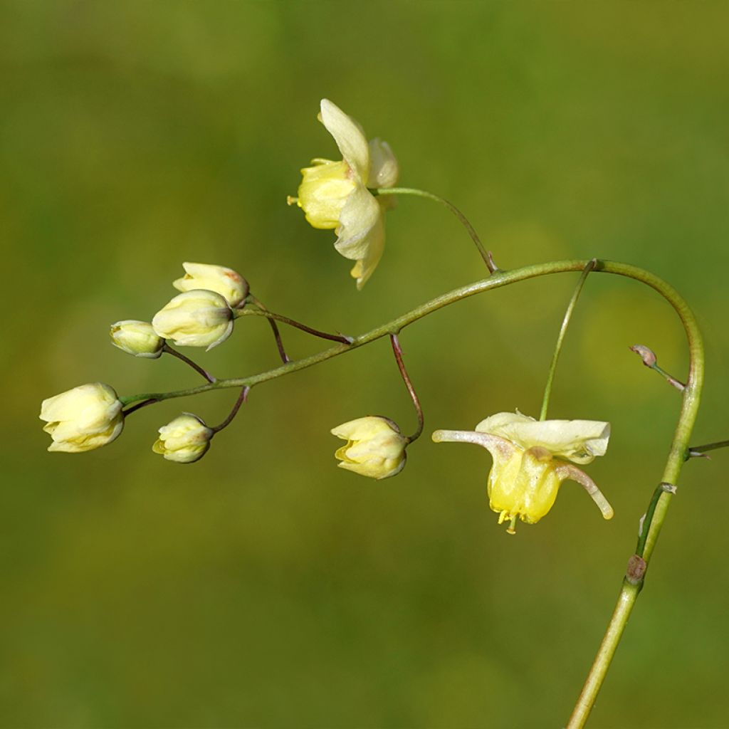 Epimedium versicolor Sulphureum