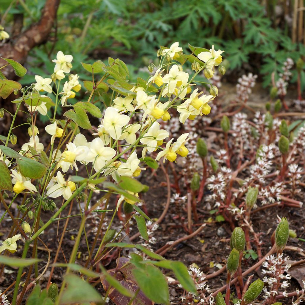 Epimedium versicolor Sulphureum