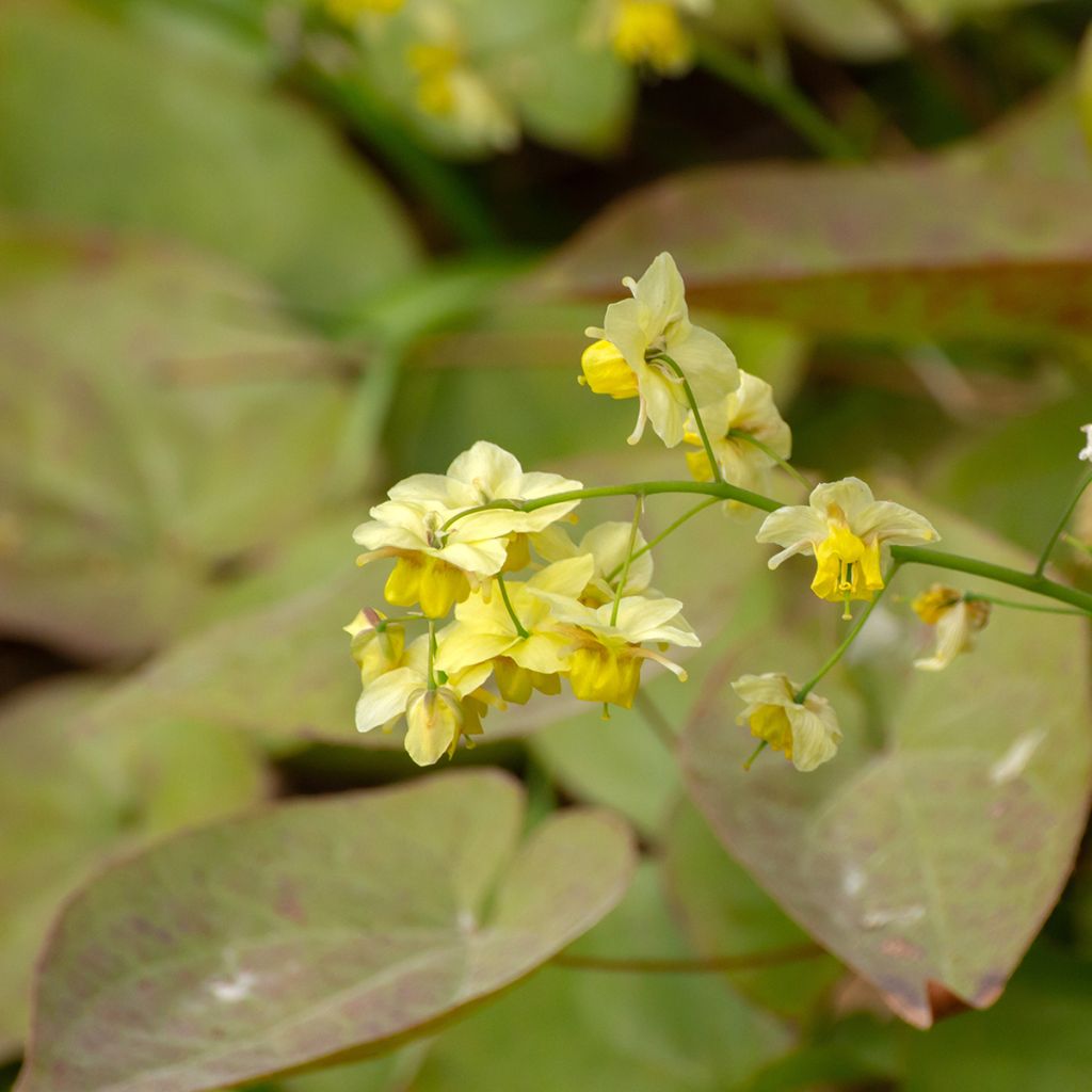 Epimedium versicolor Sulphureum