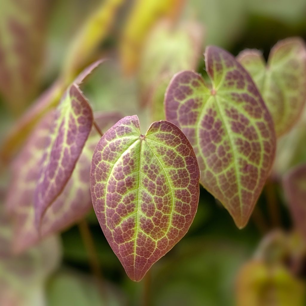 Epimedium versicolor Sulphureum