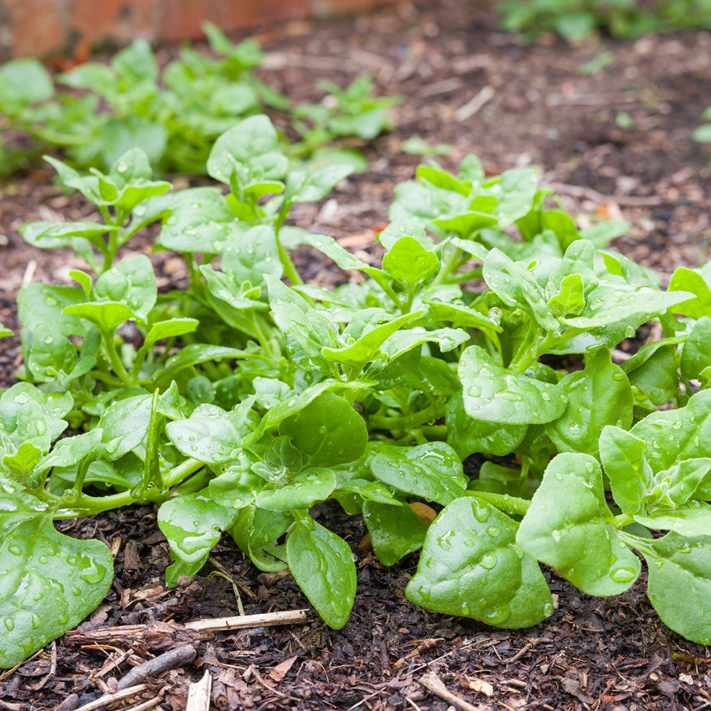 Tetragonia tetragonioides - Spinacio della Nuova Zelanda