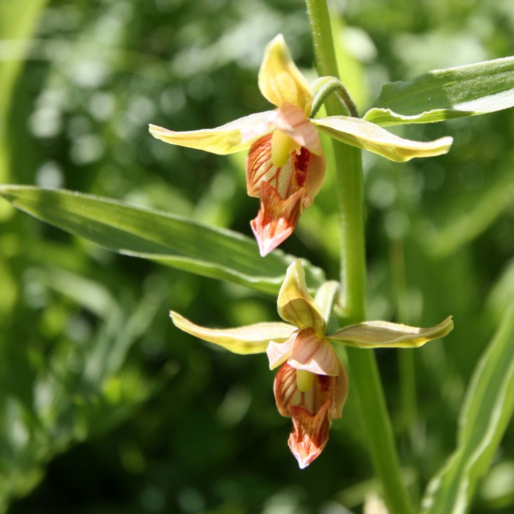 Epipactis gigantea