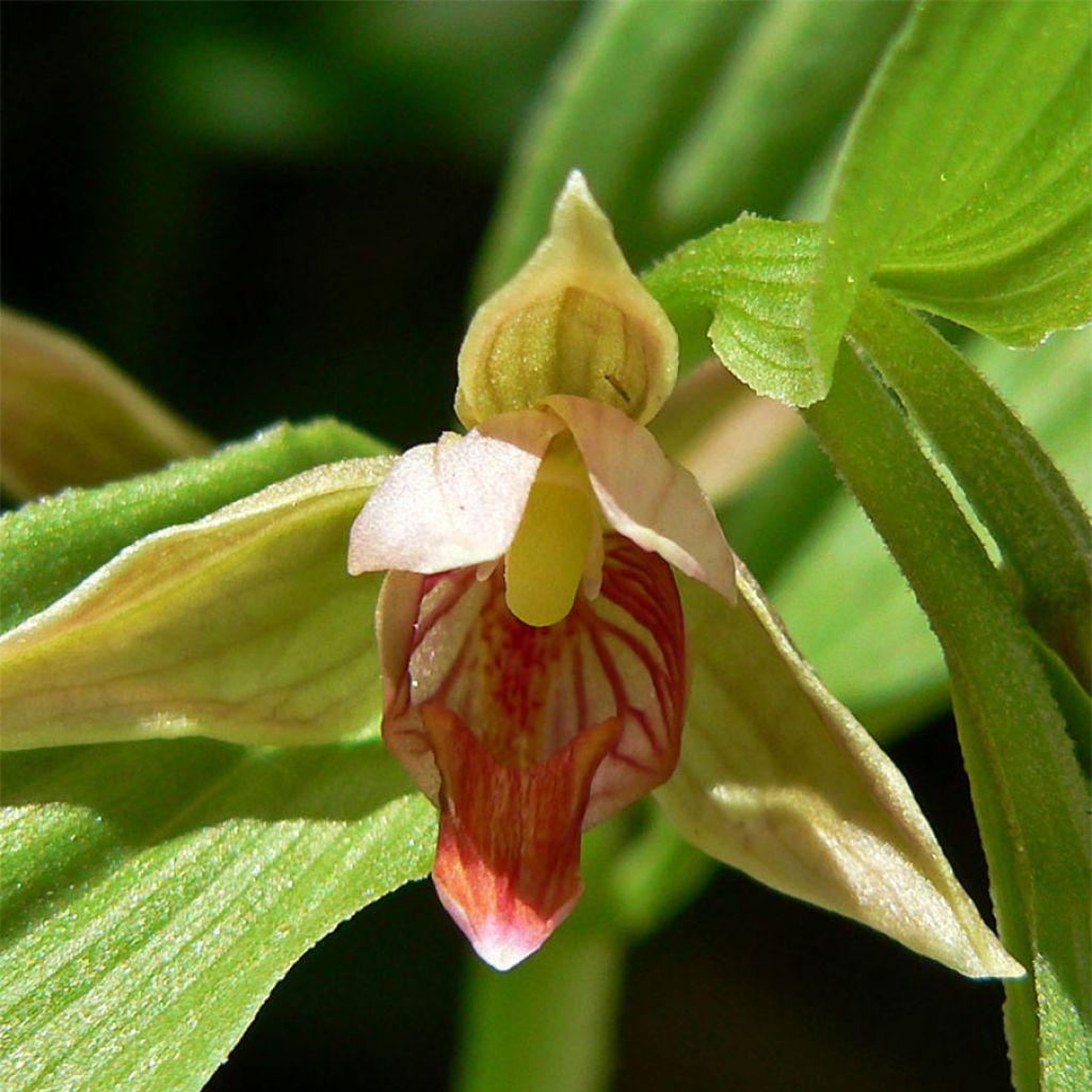 Epipactis gigantea