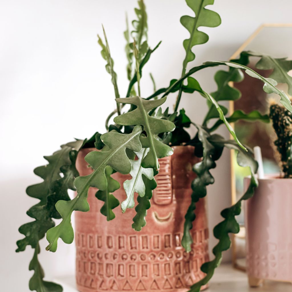 Epiphyllum anguliger - Cactus a lisca di pesce