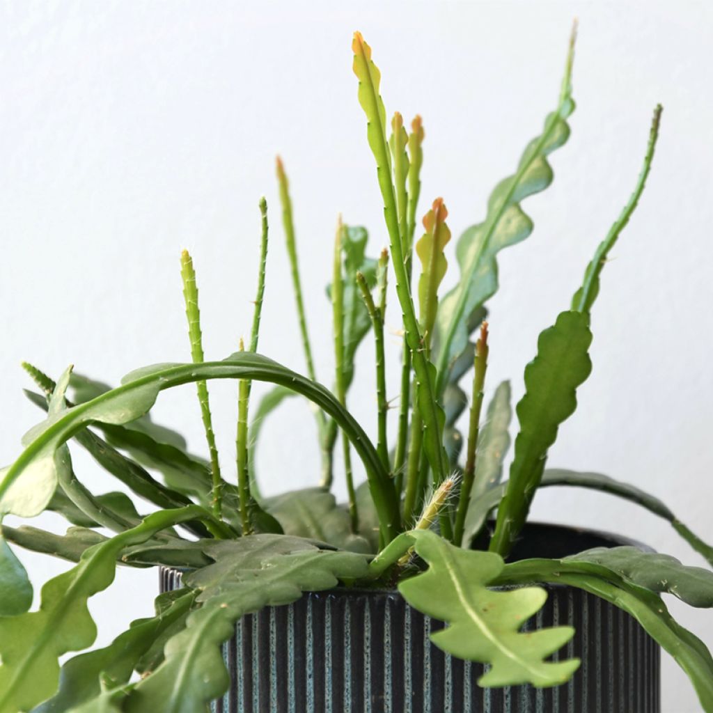 Epiphyllum anguliger - Cactus a lisca di pesce