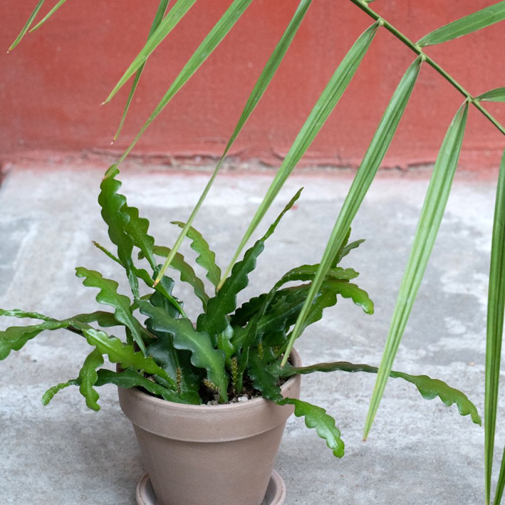 Epiphyllum anguliger - Cactus a lisca di pesce