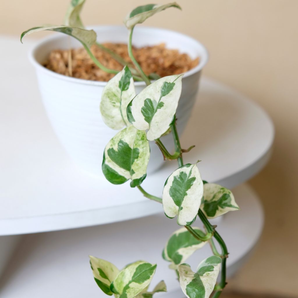 Epipremnum N'joy - Pothos