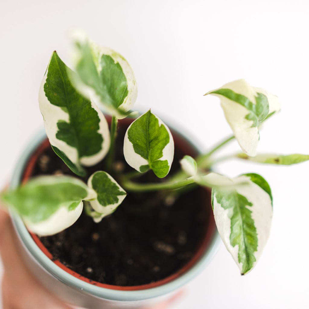 Epipremnum N'joy - Pothos