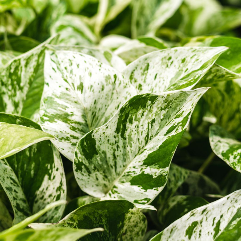 Epipremnum aureum Marble Queen - Pothos
