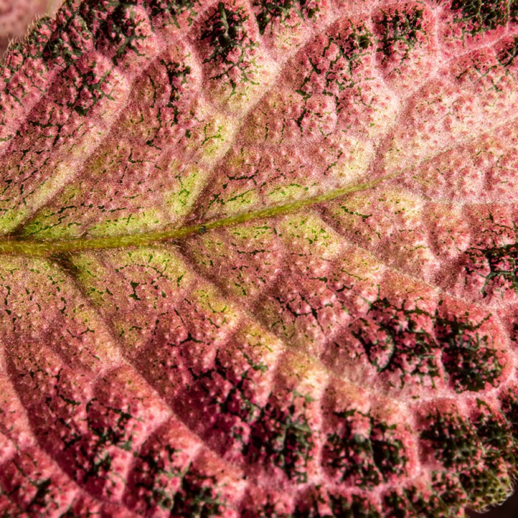 Episcia Pink Acajou