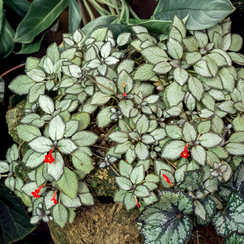 Episcia Silver Shield