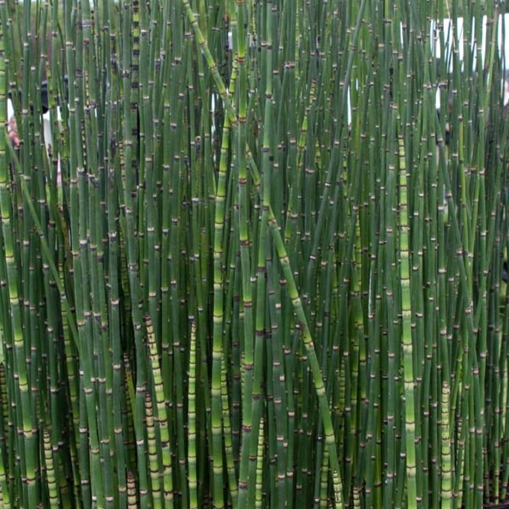 Equisetum hyemale - Equiseto invernale