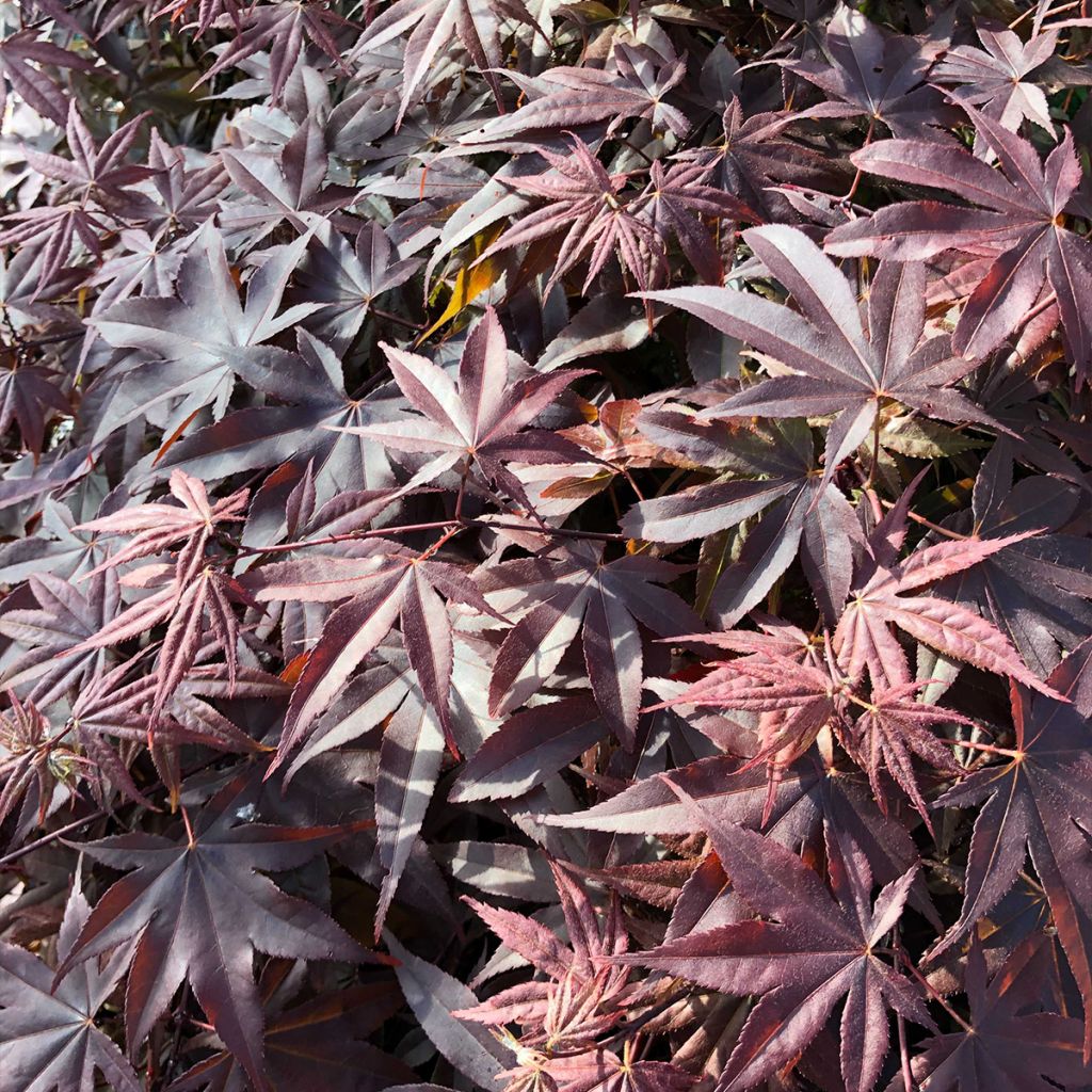 Acer palmatum Bloodgood - Acero giapponese