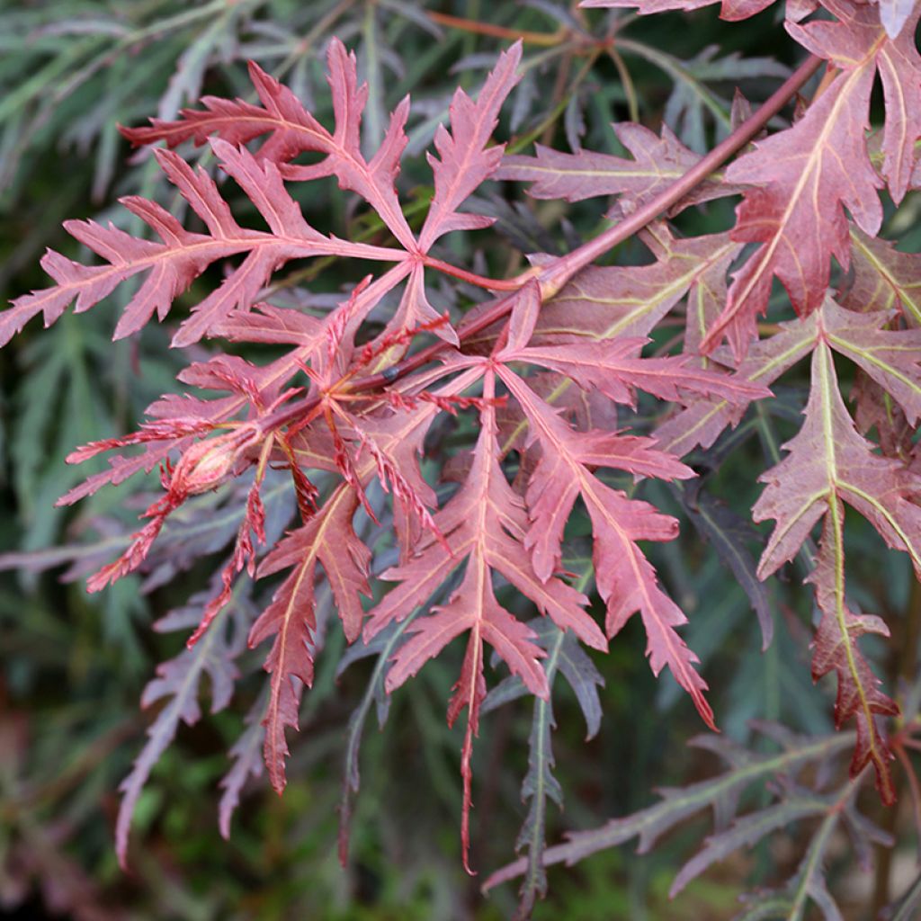 Acer palmatum Dissectum Orangeola - Acero giapponese