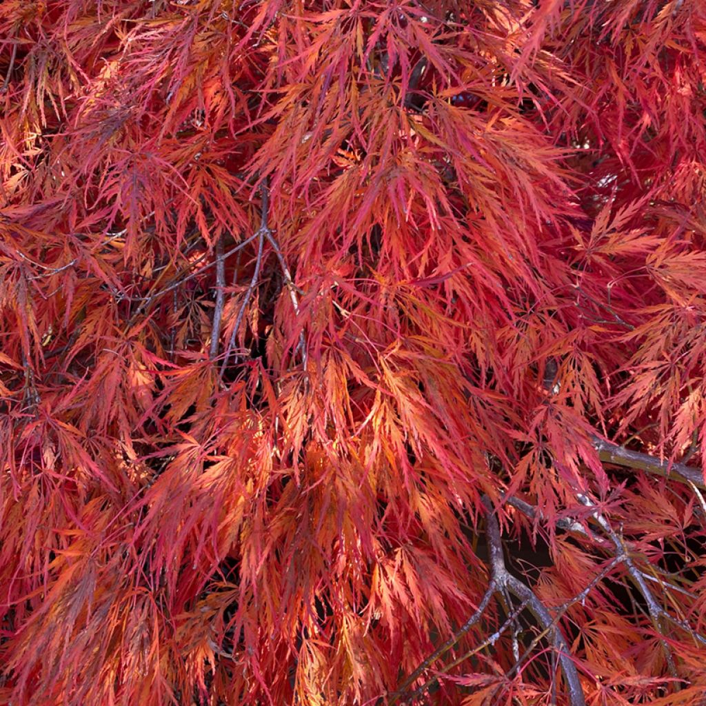 Acer palmatum Dissectum Orangeola - Acero giapponese