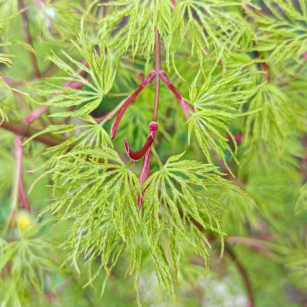 Acer palmatum Emerald Lace - Acero giapponese