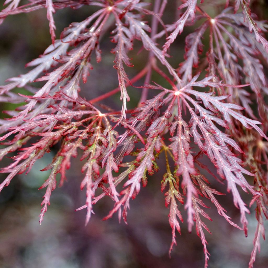 Acer palmatum Dissectum Inaba-Shidare - Acero giapponese