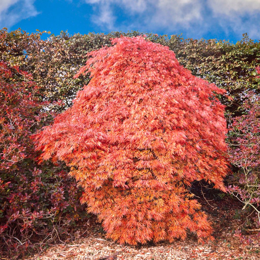 Acer palmatum Dissectum Ornatum - Acero giapponese