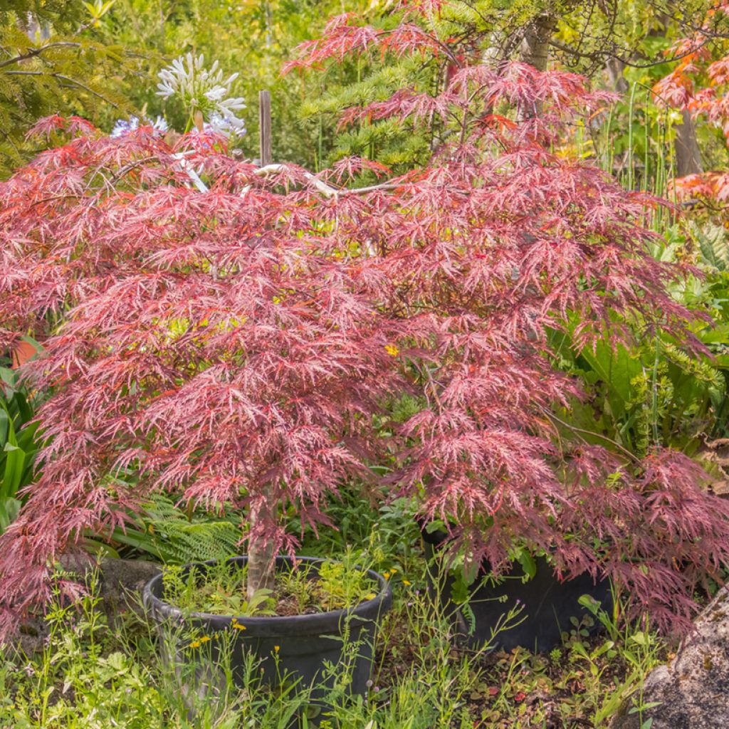 Acer palmatum Red Pygmy - Acero giapponese