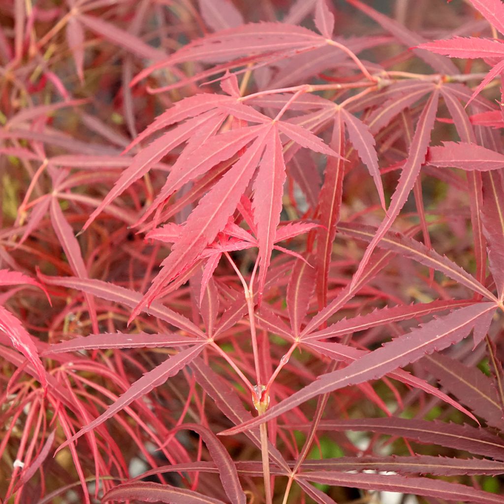 Acer palmatum Red Pygmy - Acero giapponese