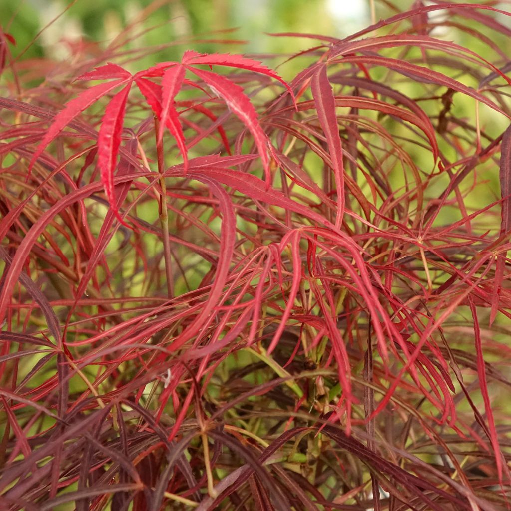 Acer palmatum Red Pygmy - Acero giapponese