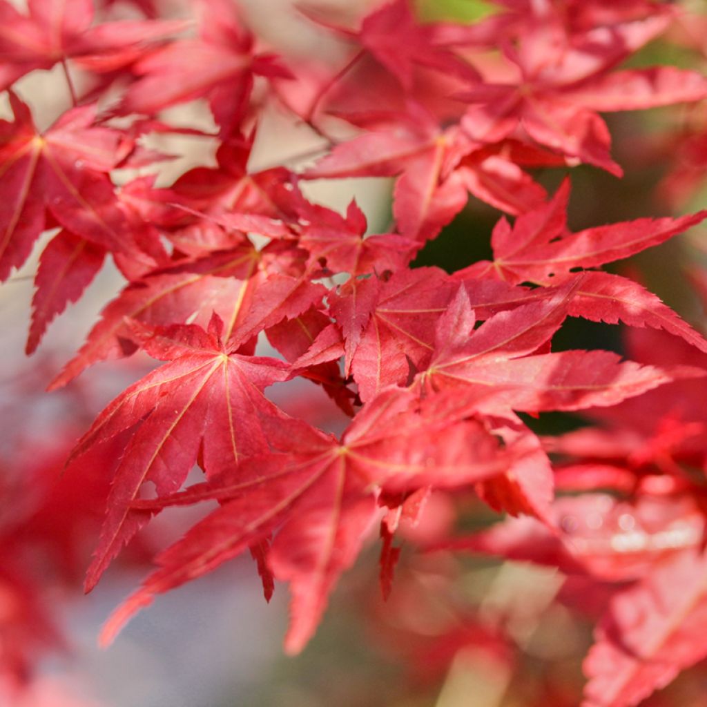 Acer palmatum Shaina - Acero giapponese