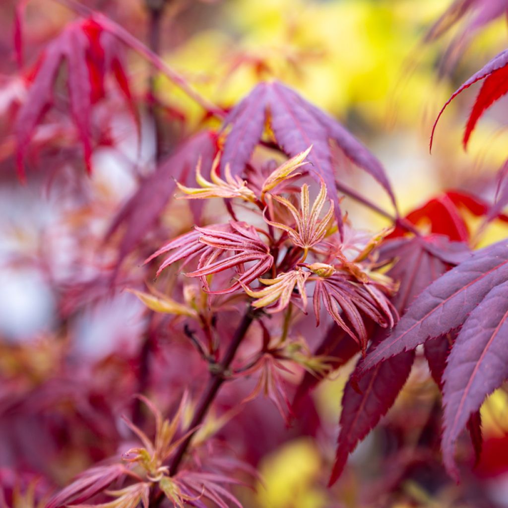 Acer palmatum Shaina - Acero giapponese
