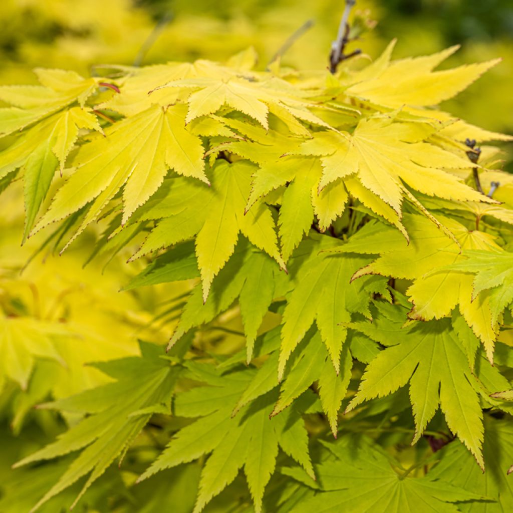 Acer shirasawanum Jordan - Acero giapponese