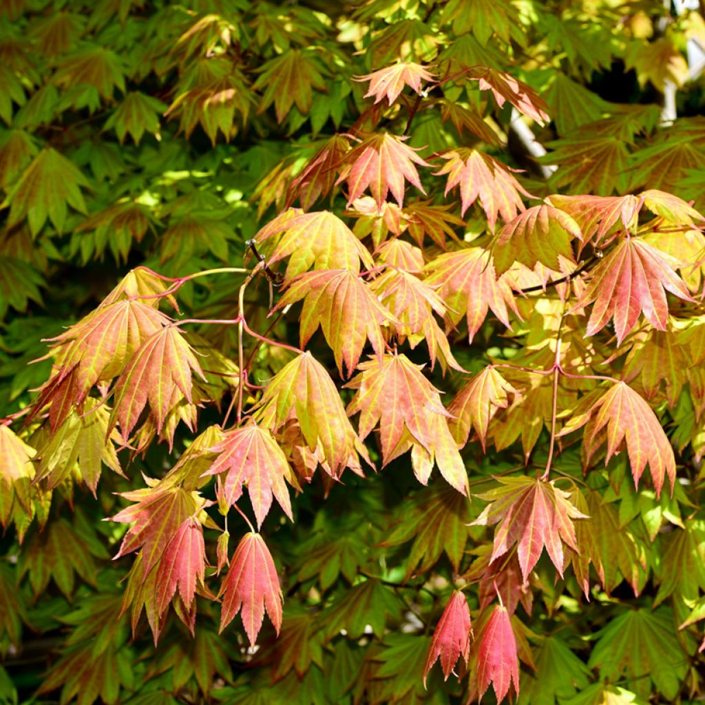 Acer shirasawanum Moonrise - Acero giapponese