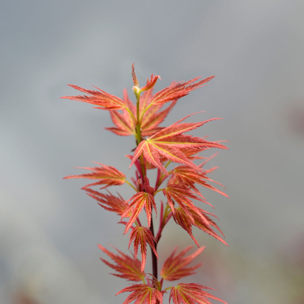 Acer palmatum Wilson's Pink Dwarf - Acero giapponese