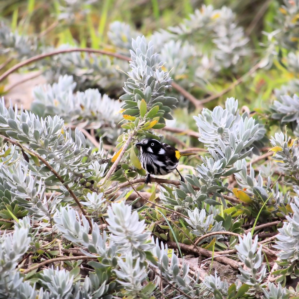 Eremophila glabra Kalbarri Carpet