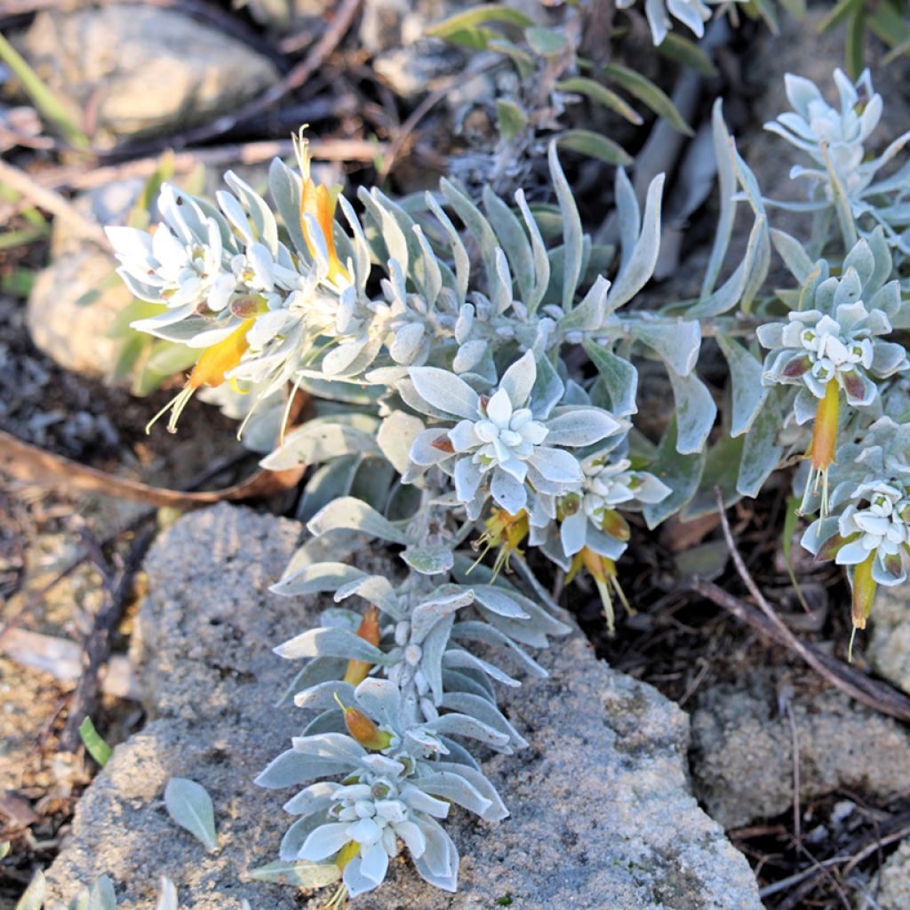 Eremophila glabra Kalbarri Carpet