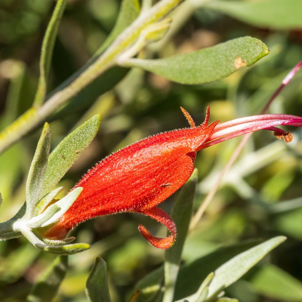 Eremophila glabra Red
