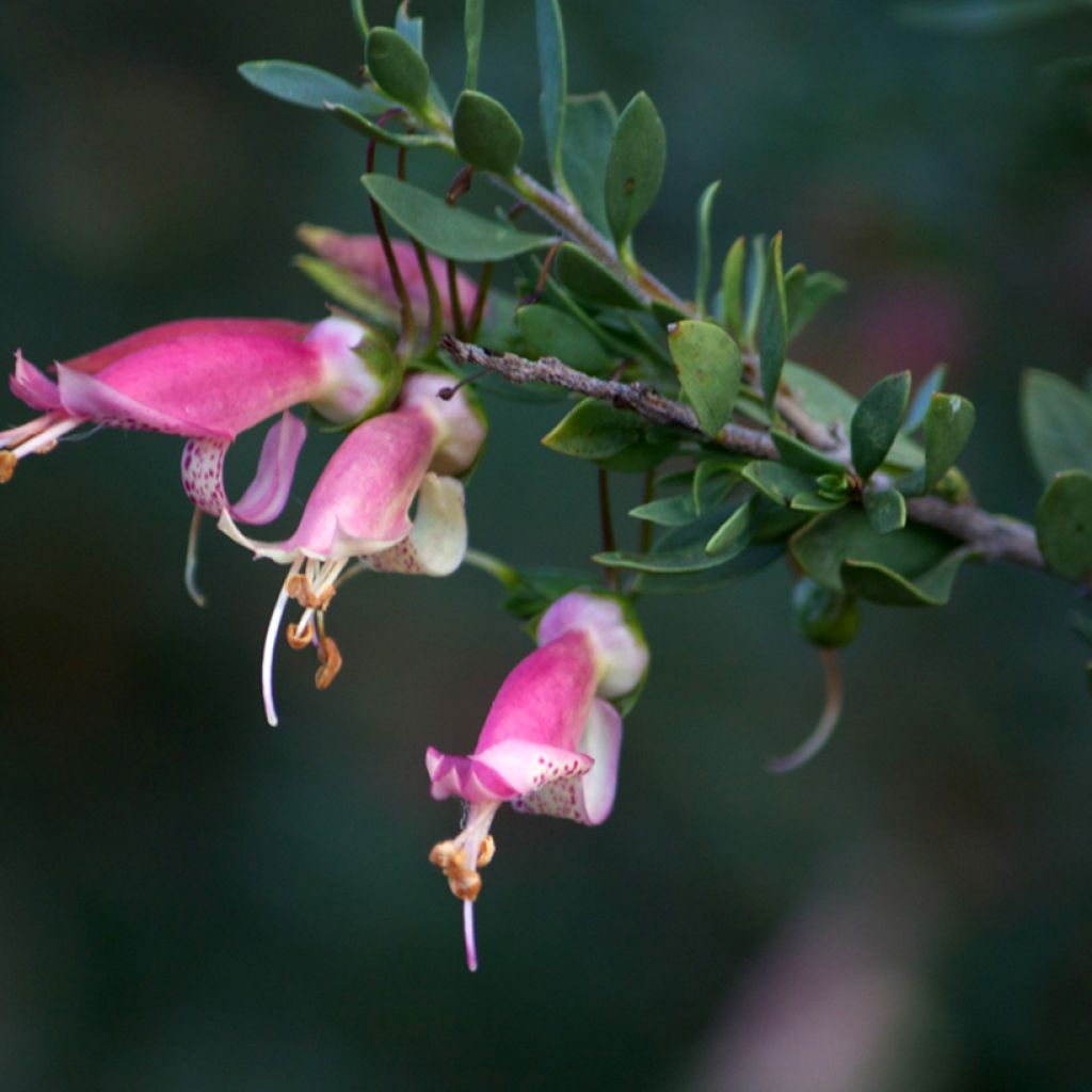 Eremophila maculata