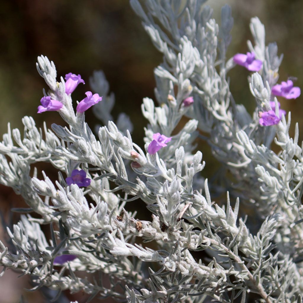 Eremophila nivea