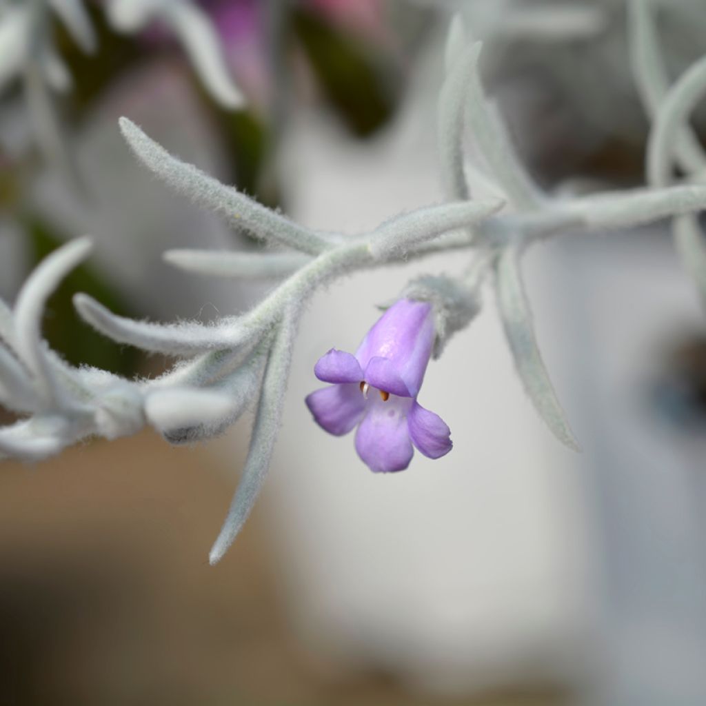 Eremophila nivea