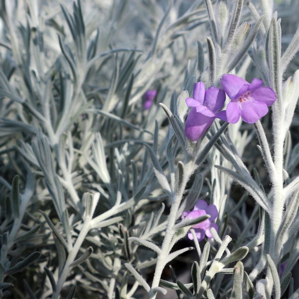 Eremophila nivea