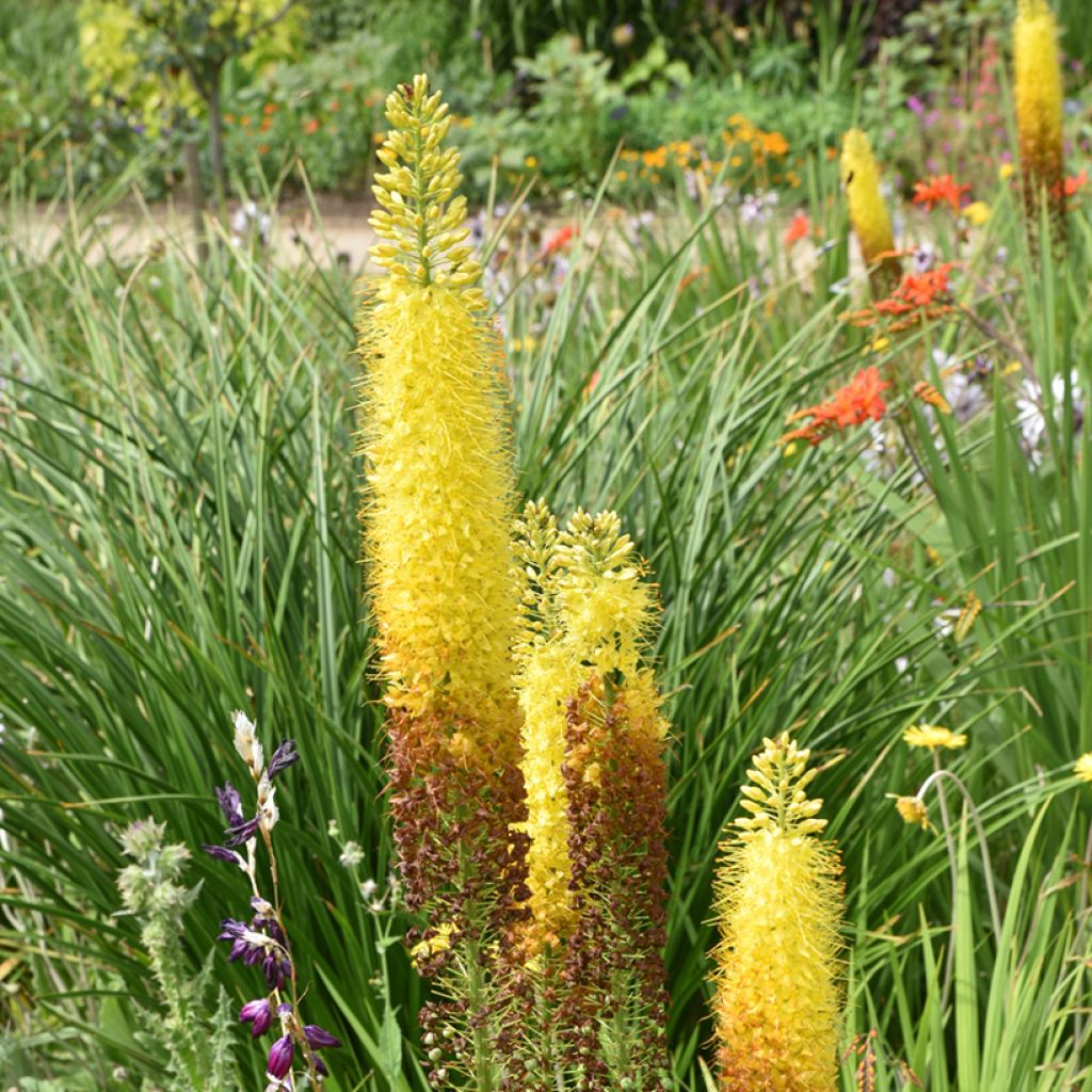 Eremurus bungei