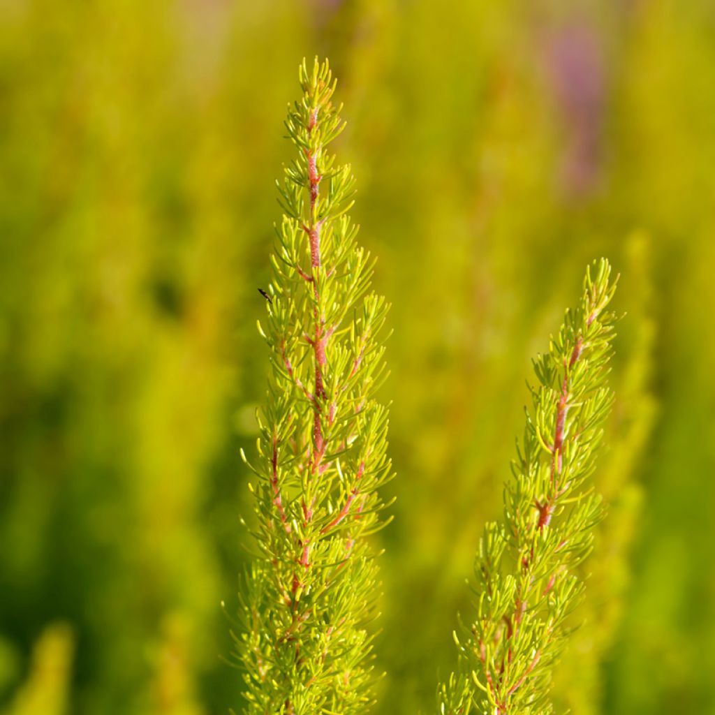 Erica arborea Albert's Gold