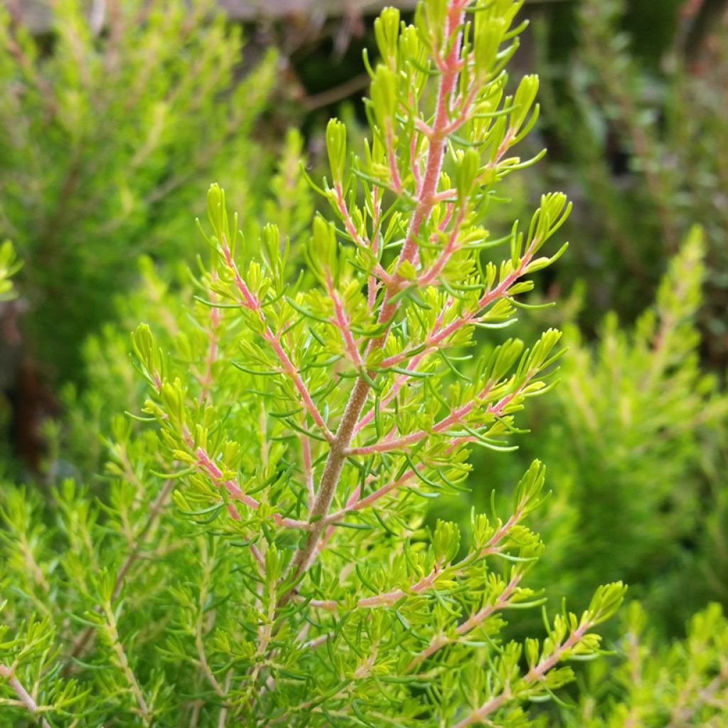 Erica arborea Estrella Gold